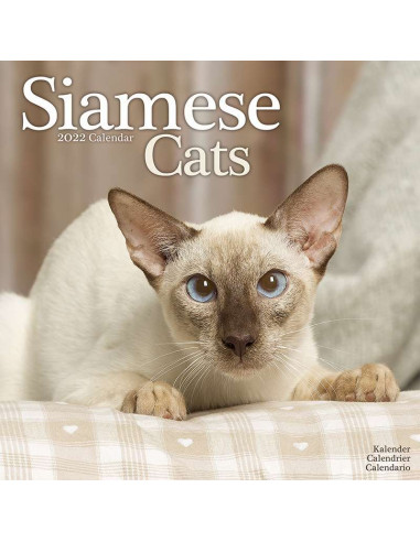Kalender 2022 Siamese Cats
