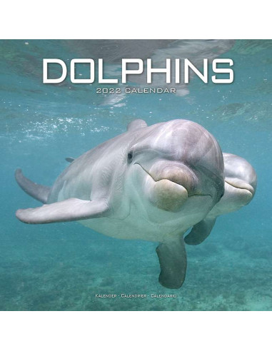 Kalender 2022 Dolphins