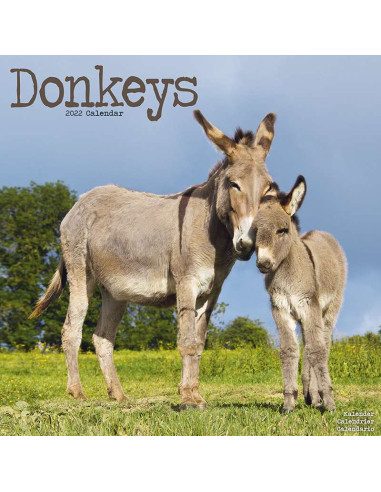 Kalender 2022 Donkeys