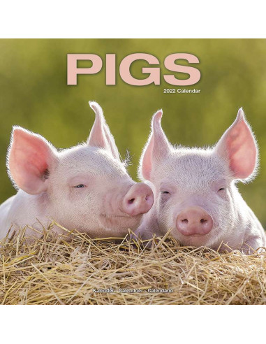 Kalender 2022 Pigs