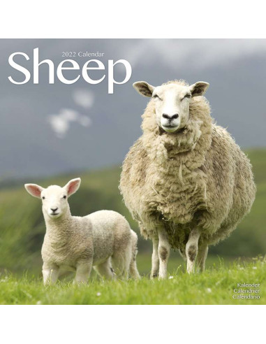 Kalender 2022 Sheep
