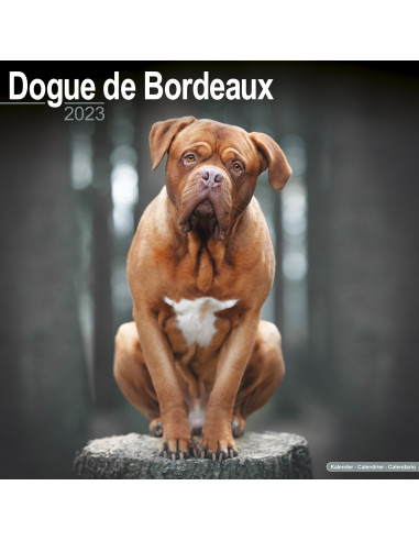 Kalender Dogue de Bordeaux 2023