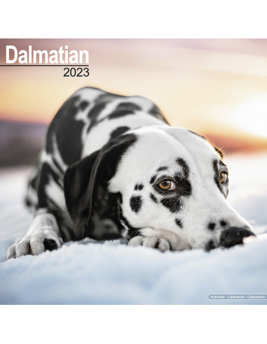 Kalender Dalmatian 2023