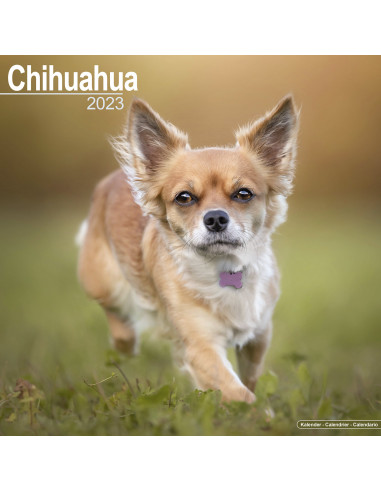 Kalender Chihuahua 2023