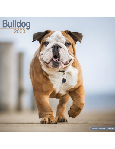 Kalender Bulldog 2023