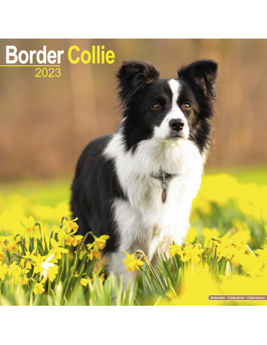 Kalender Border Collie 2023
