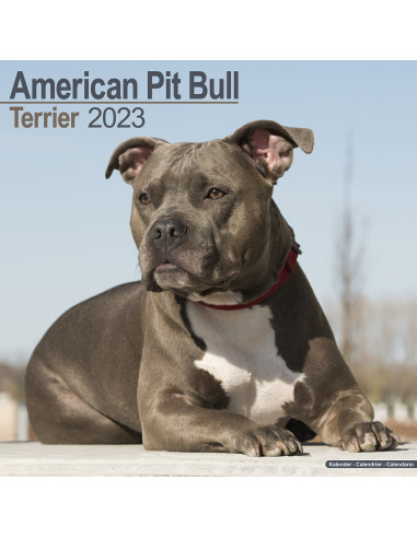 Kalender American Pit Bull 2023