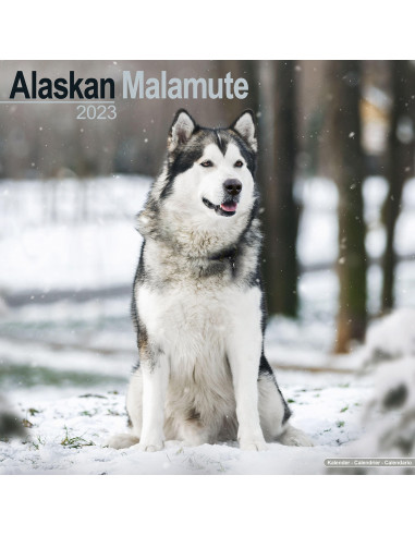 Kalender Alaskan Malamute 2023