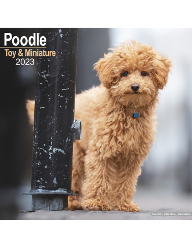Kalender Poodle Toy & Miniature 2023