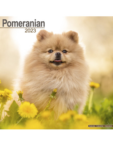 Kalender Pomeranian 2023