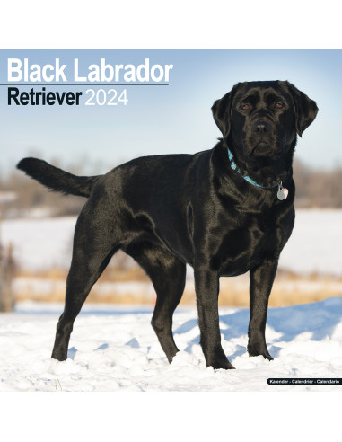 Kalender 2024 Black Labrador