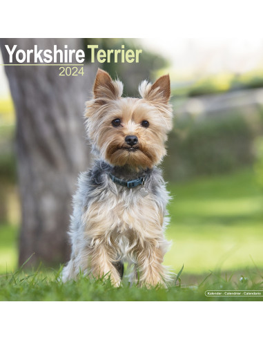 Kalender 2024 Yorkshire Terrier