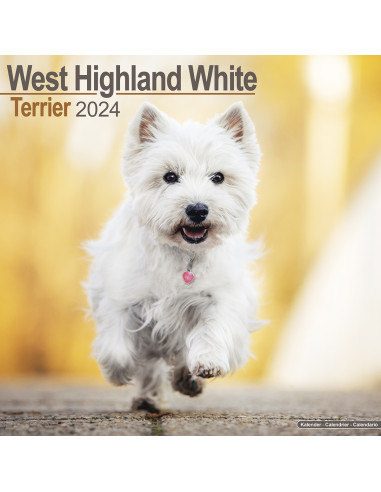 Kalender 2024 West Highland White