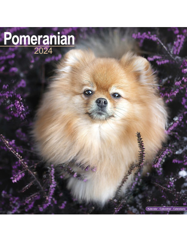 Kalender 2024 Pomeranian
