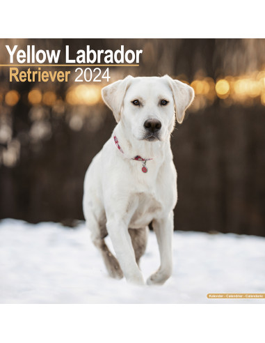 Kalender 2024 Yellow Labrador