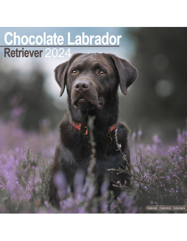 Kalender 2024 Chocolate Labrador