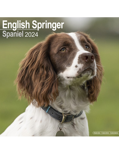 Kalender 2024 English Springer