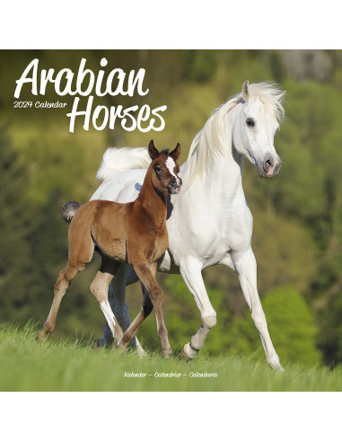 Kalender 2024 Arabian Horses