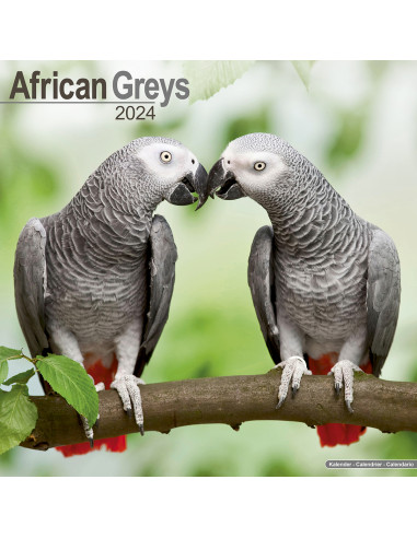 Kalender 2024 African Greys