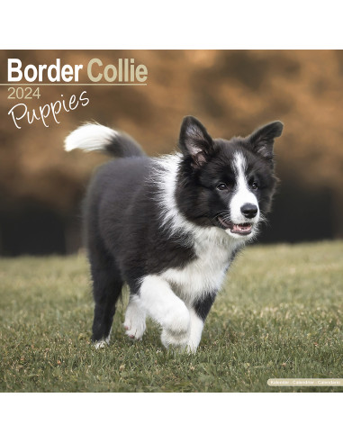 Kalender 2024 Border Collie Puppies