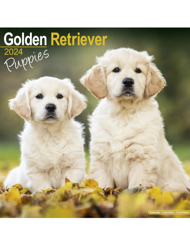 Kalender 2024 Golden Retriever Puppies