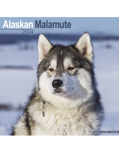 Kalender 2024 Alaskan Malamute