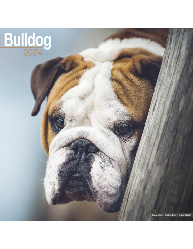 Kalender 2024 Bulldog