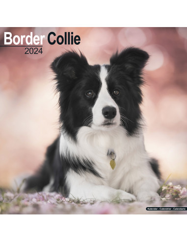 Kalender 2024 Border Collie