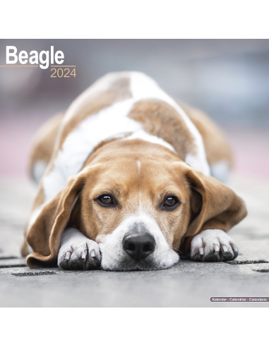 Kalender 2024 Beagle