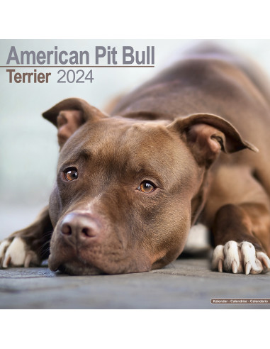 Kalender 2024 American Pit Bull