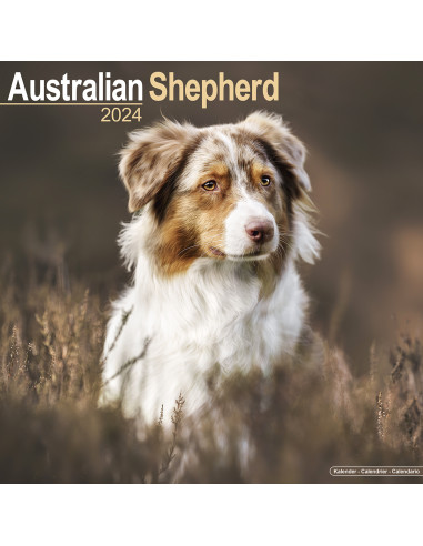 Kalender 2024 Australian Shepherd