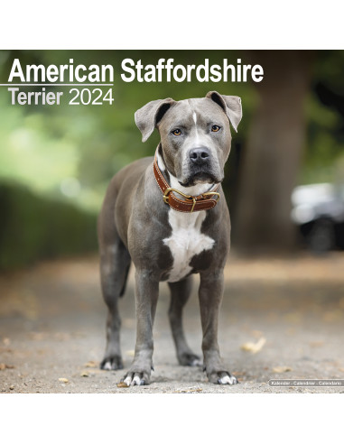 Kalender 2024 American Staffordshire
