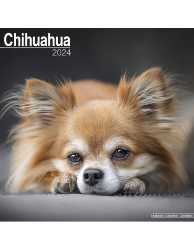 Kalender 2024 Chihuahua
