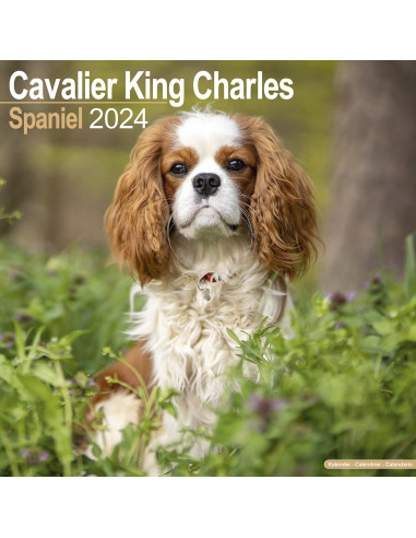 Kalender 2024 Cavalier King Charles