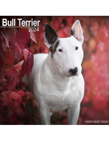 Kalender 2024 Bull Terrier