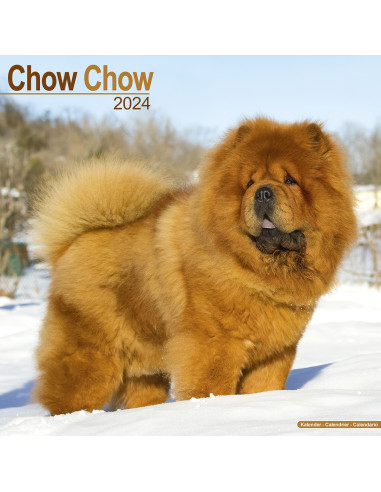 Kalender 2024 Chow Chow