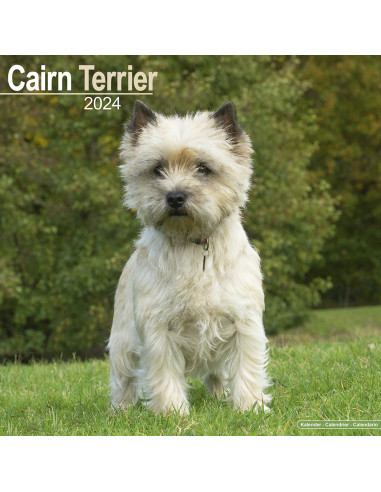Kalender 2024 Cairn Terrier