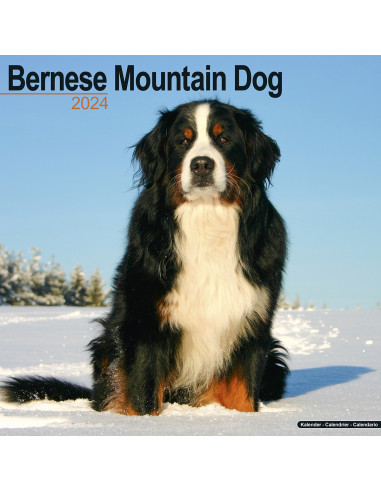 Kalender 2024 Bernese Mountain Dog