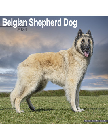 Kalender 2024 Belgian Shepherd Dog