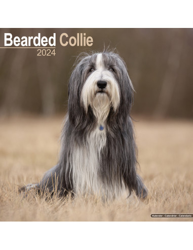 Kalender 2024 Bearded Collie