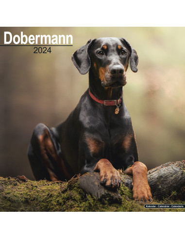 Kalender 2024 Dobermann