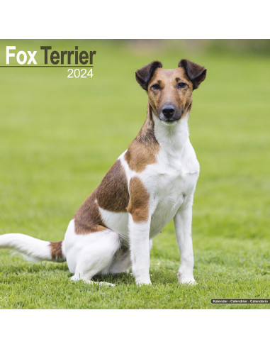 Kalender 2024 Fox Terrier