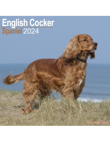Kalender 2024 English Cocker Spaniel