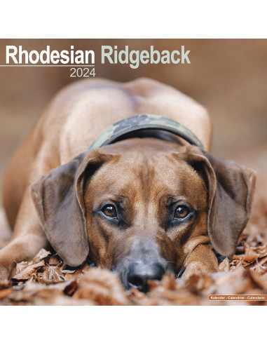 Kalender 2024 Rhodesian Rideback