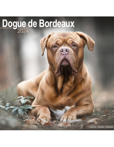 Kalender 2024 Dogue de Bordeaux
