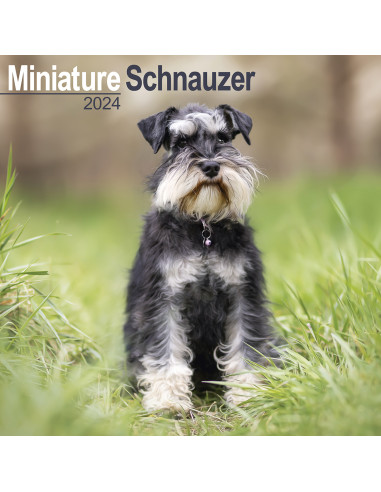 Kalender 2024 Miniature Schauzer