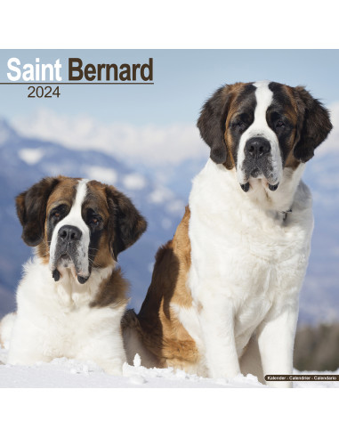 Kalender 2024 Saint Bernard