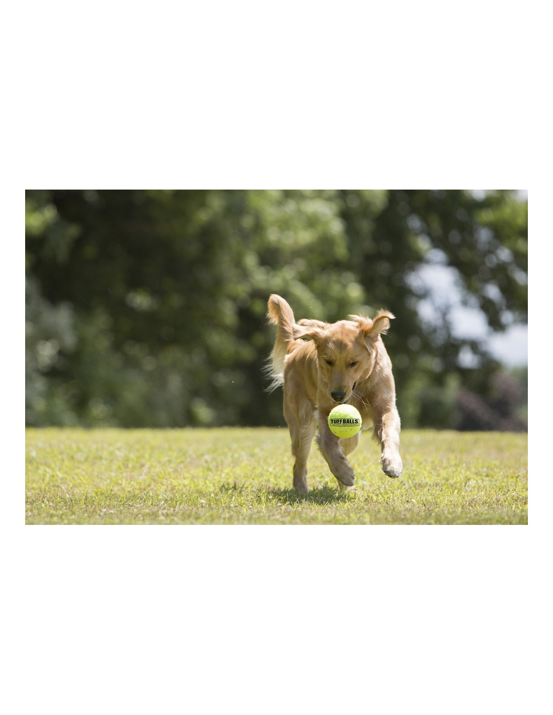 Struikelen Supermarkt katoen Sterke Tennisballen Hond | Online kopen
