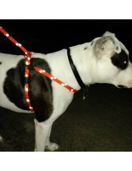 wijsheid paraplu Het apparaat Anti Trek Tuig Hond Harness Lead | Online kopen