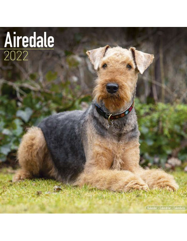 Kalender 2022 Airdale